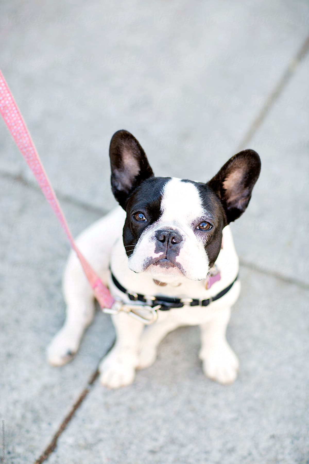 French Bulldog on City Sidewalk