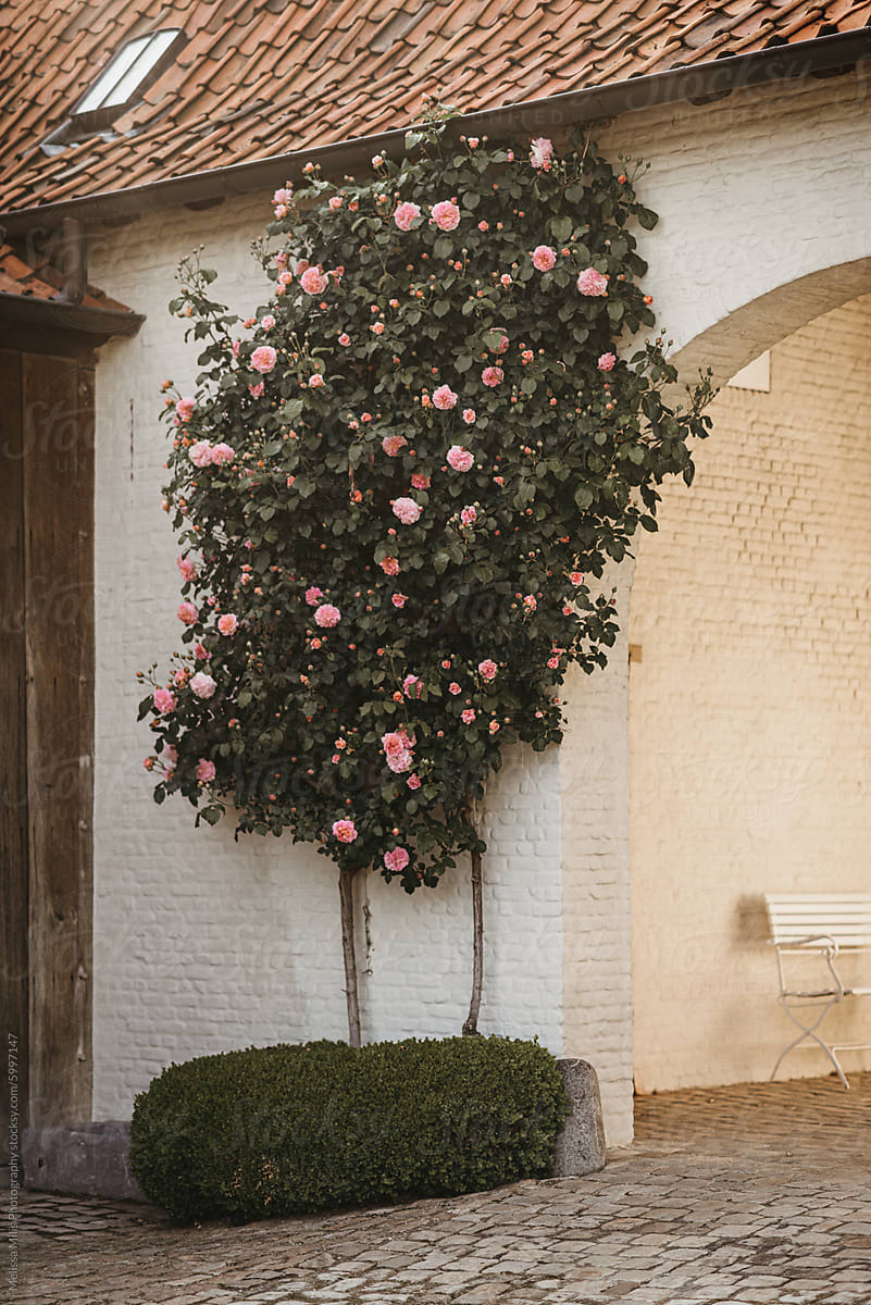 Pink Rose Bush blooming against a brick home