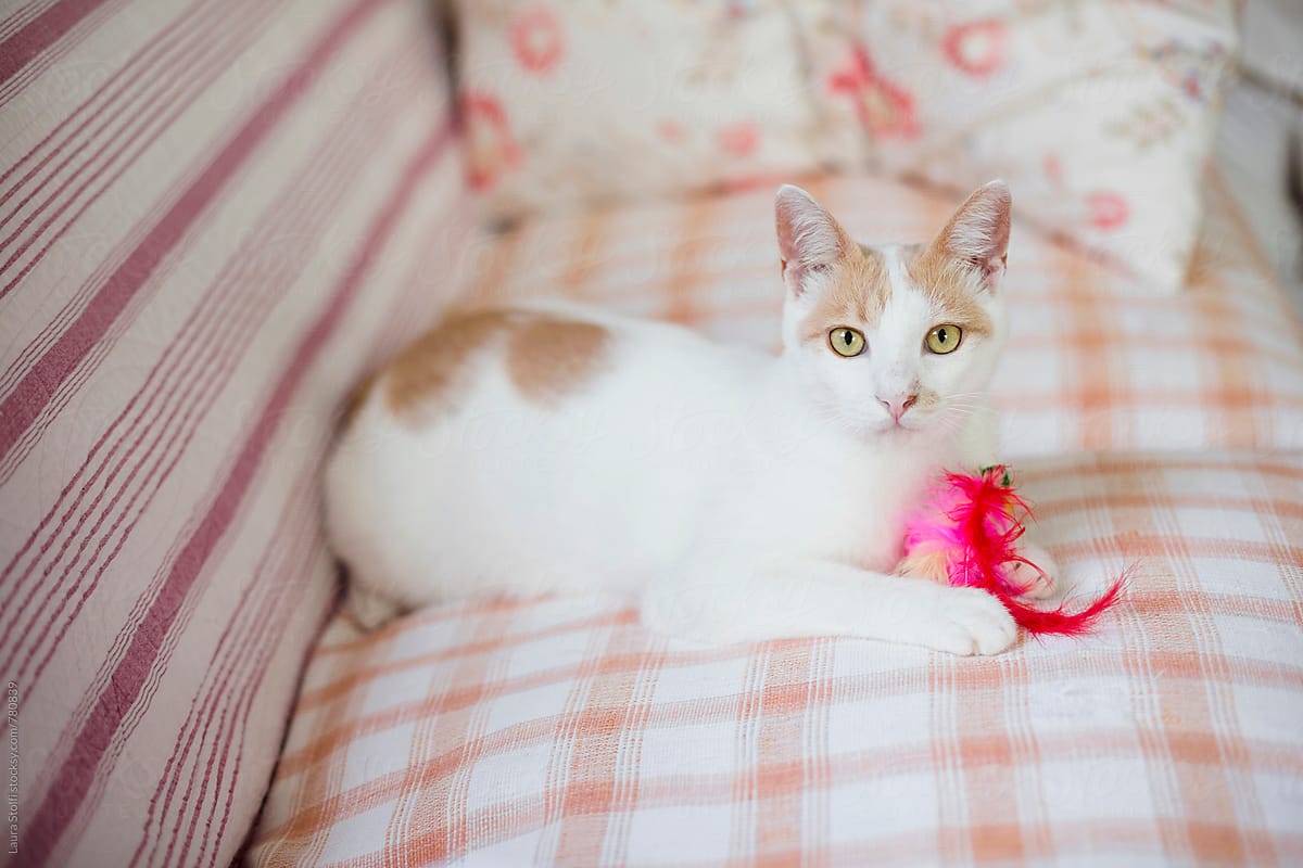 White cat and his toy on sofa