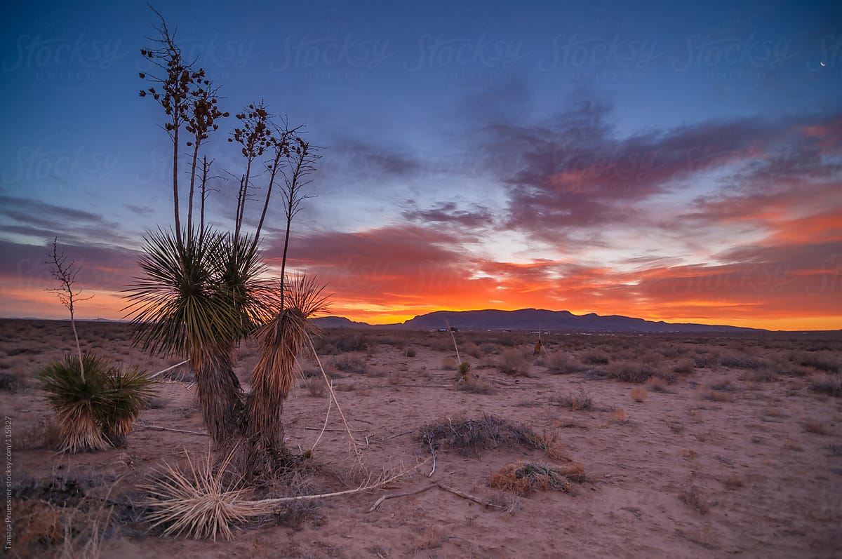 Desert Sunrise With Yucca Cactus