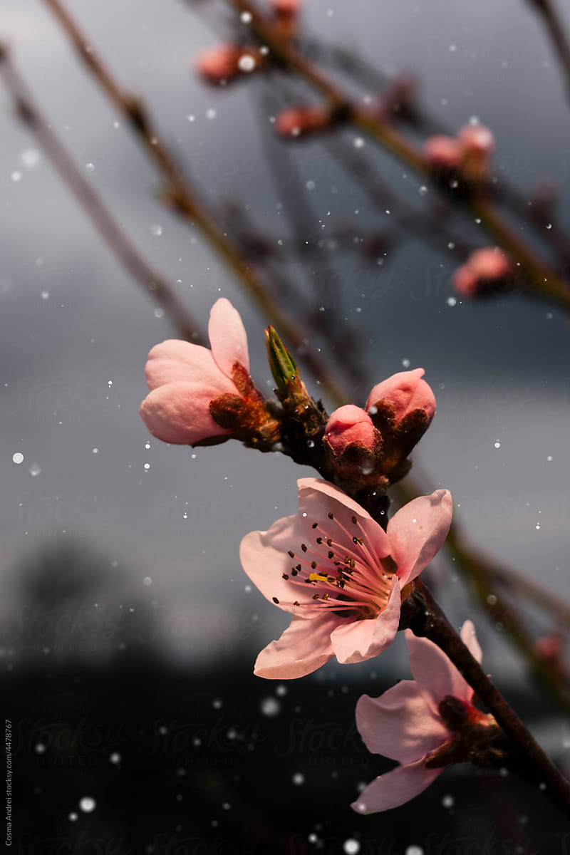 Cherry flowers in bloom under dark sky