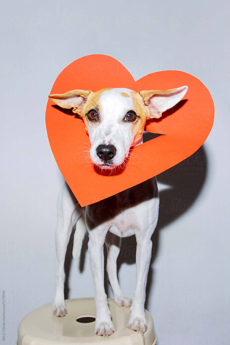 Direct Flash Dog Portrait On Valentine's Day