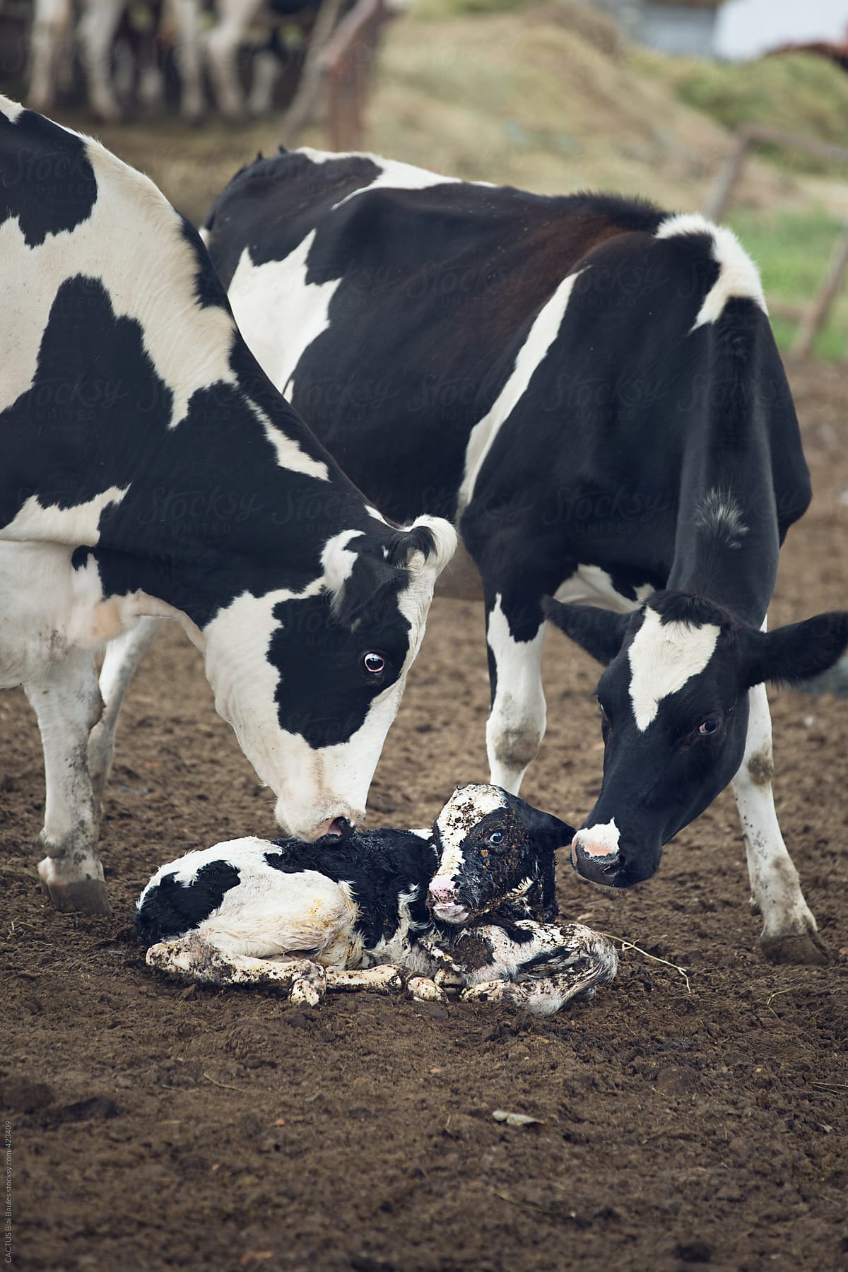 Newborn cow