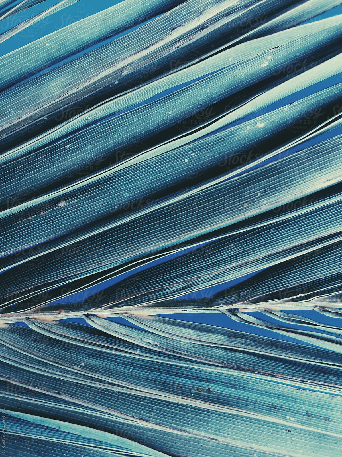 Palm leaf with blue background