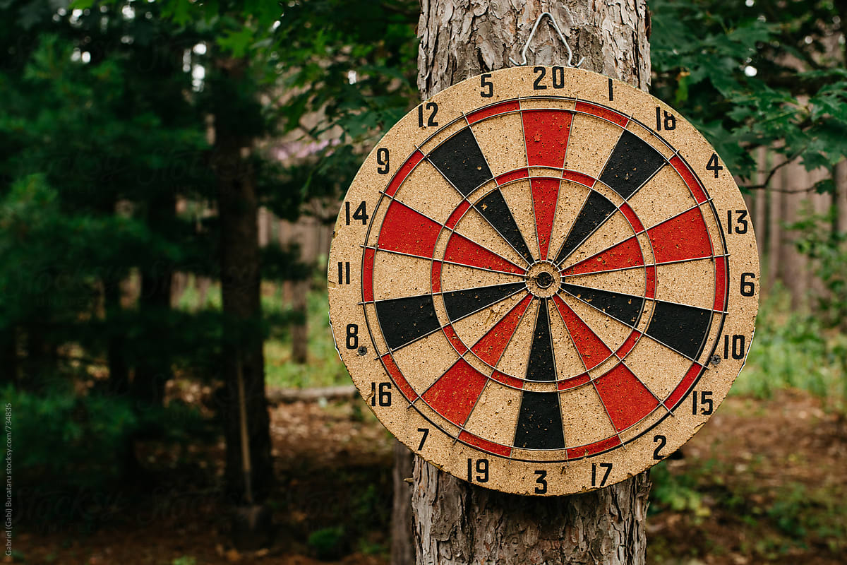 Dartboard attached to a pine tree in a forest
