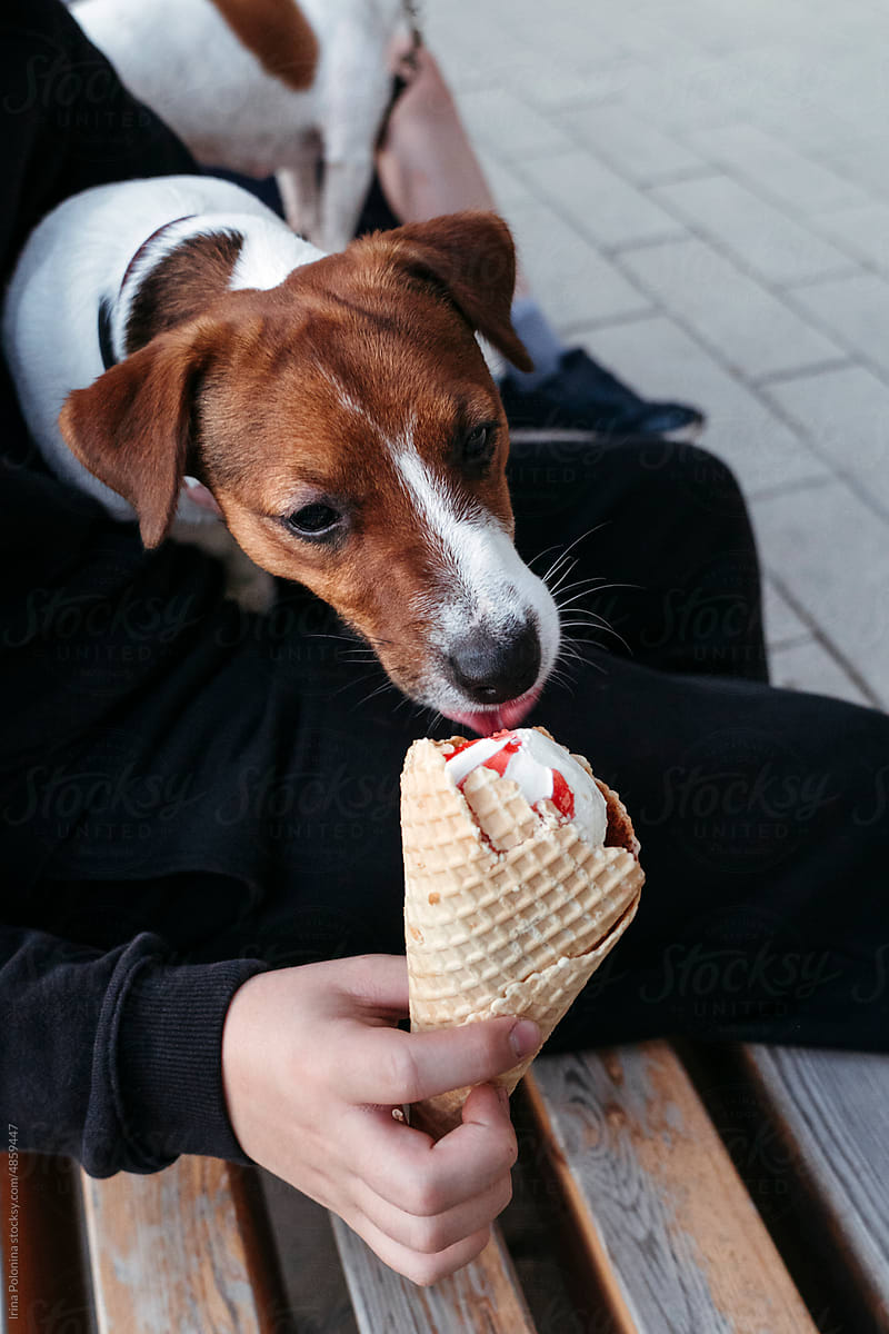 Puppy eats ice cream.