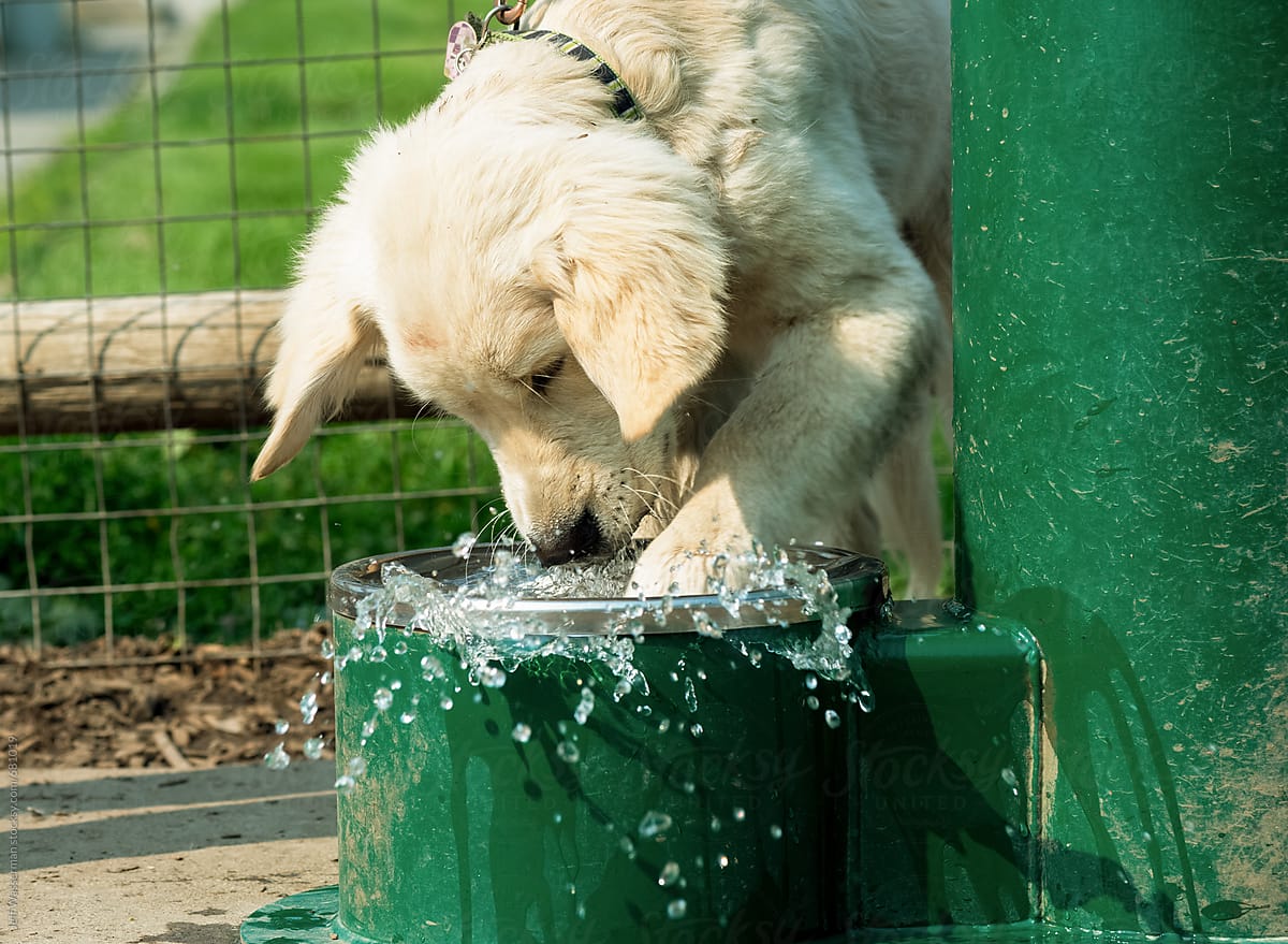 Dog Playing in Water Fountain