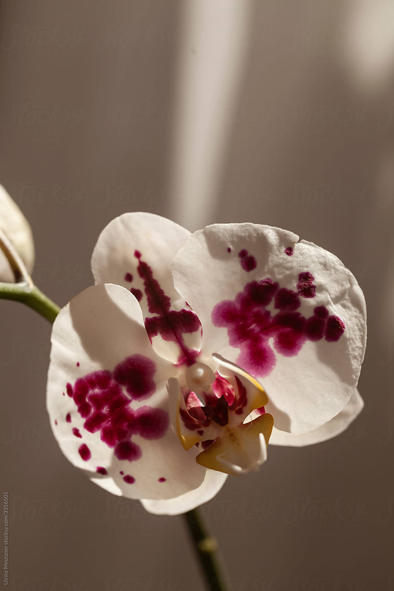 Orchid with abstract background