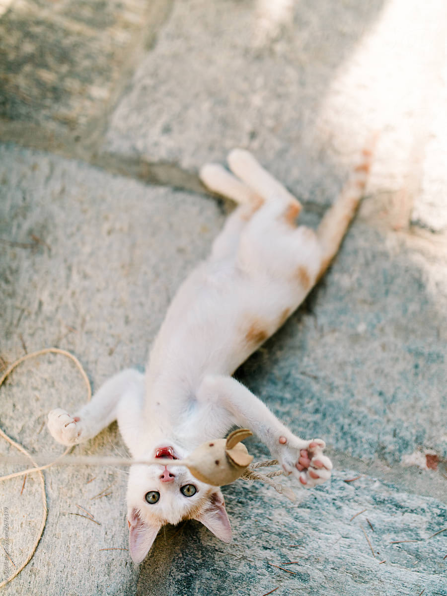 Overhead shot of kitten playing with mouse toy on paved area outdoors