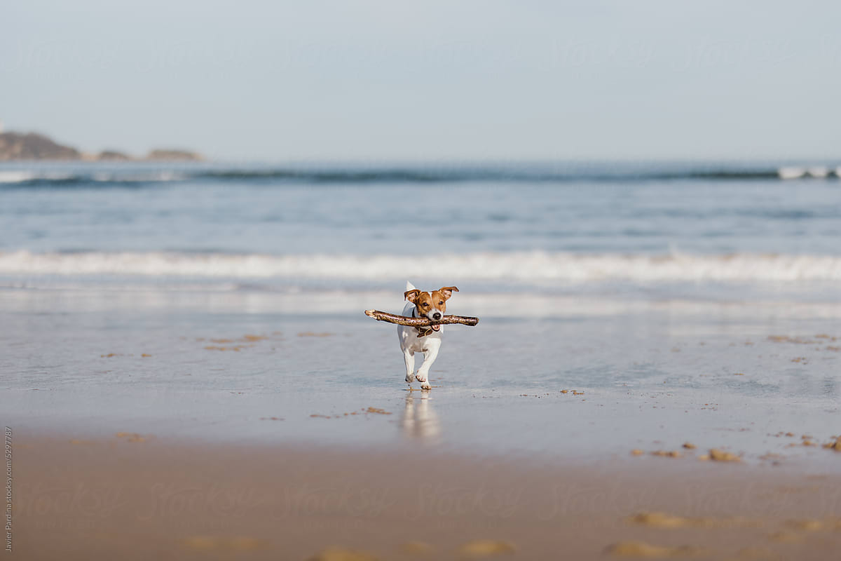 Adorable jack russell  with a stick