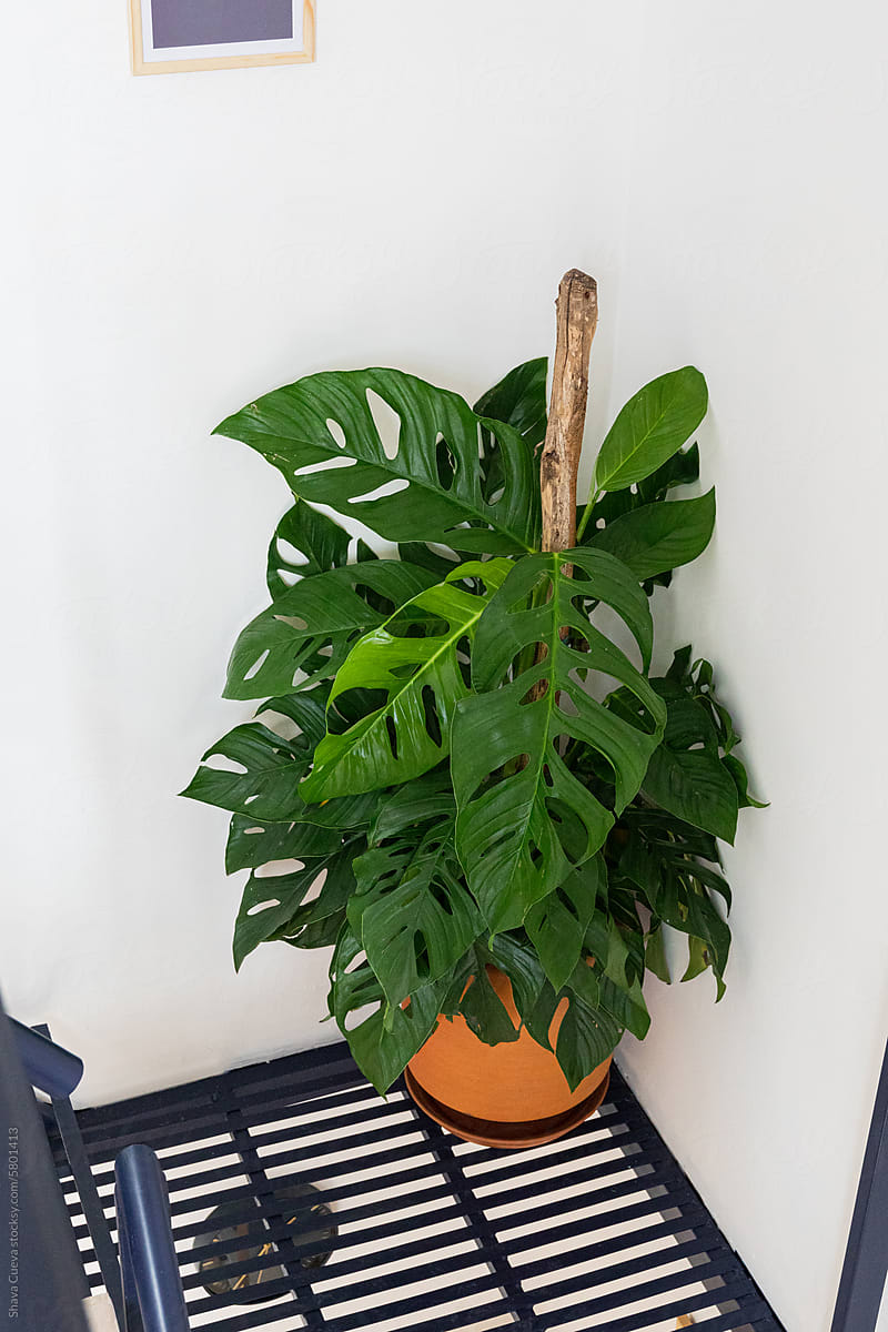 Large tropical philodendron plant in a clay pot
