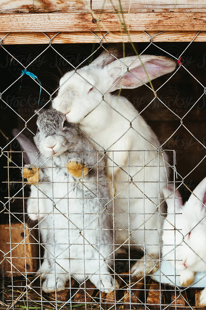 Pets rabbits in a cage.