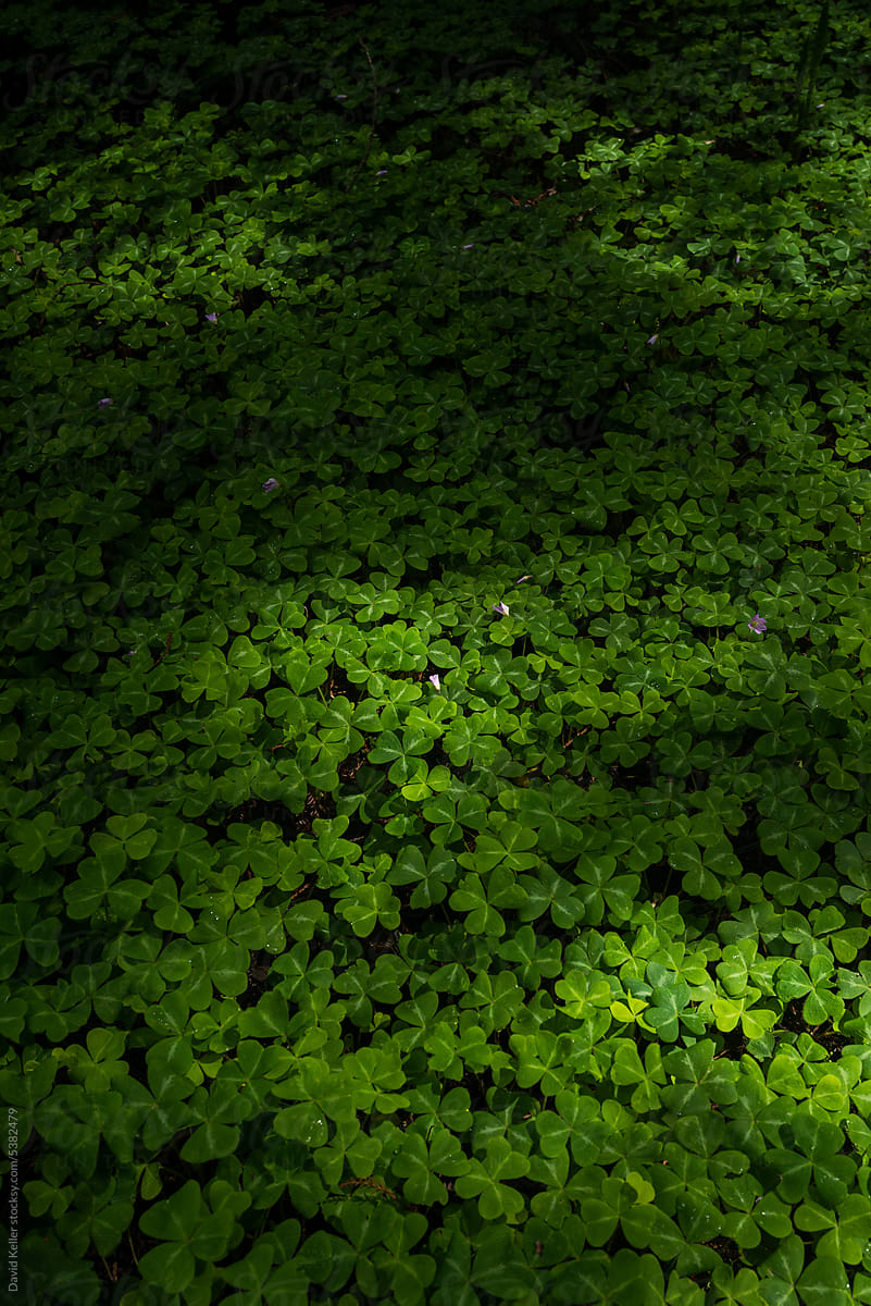 Sunlight dappled on green clover ground cover in the woods