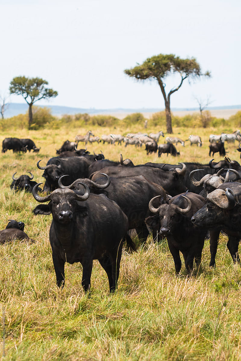 Herd of buffalos in savanna