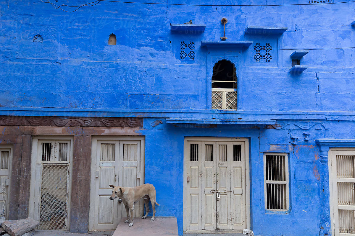 Street dog and the blue houses of Jodhpur, India
