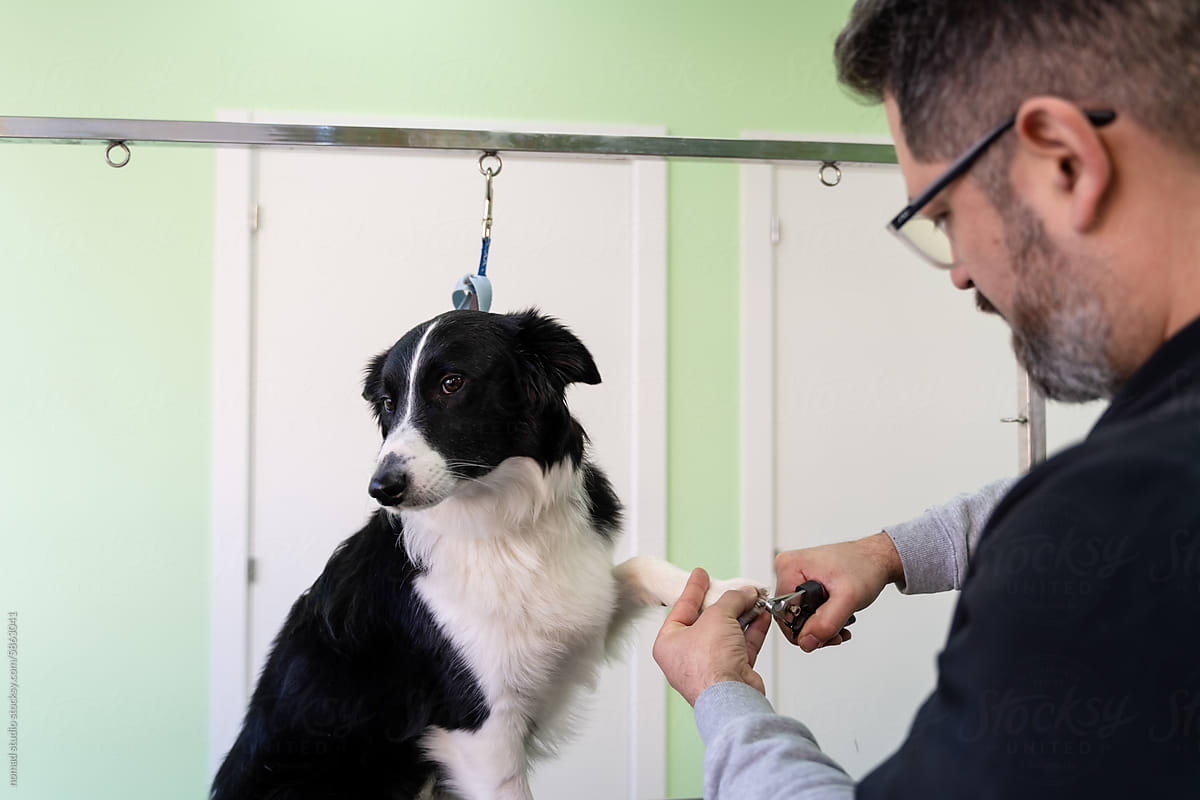 Vet cutting dog claws with nail clipper.