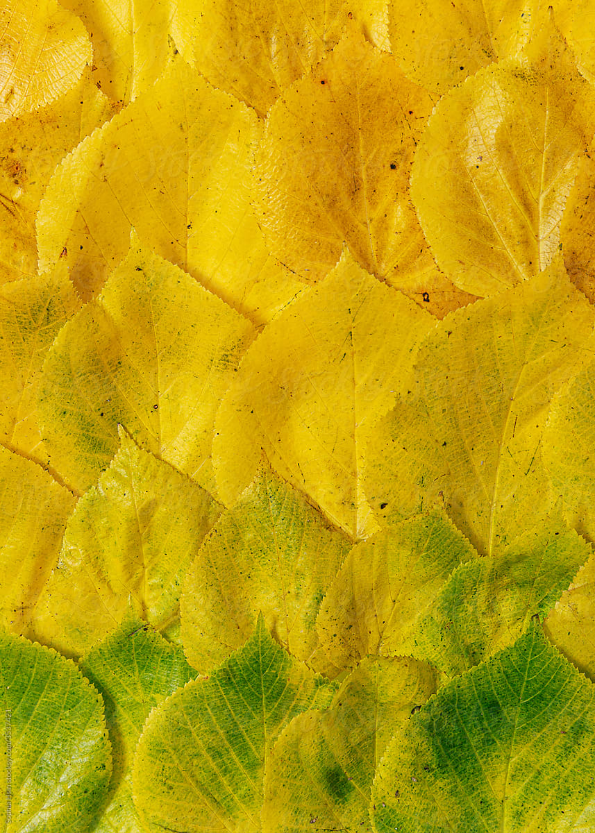 Close up of fall leaves