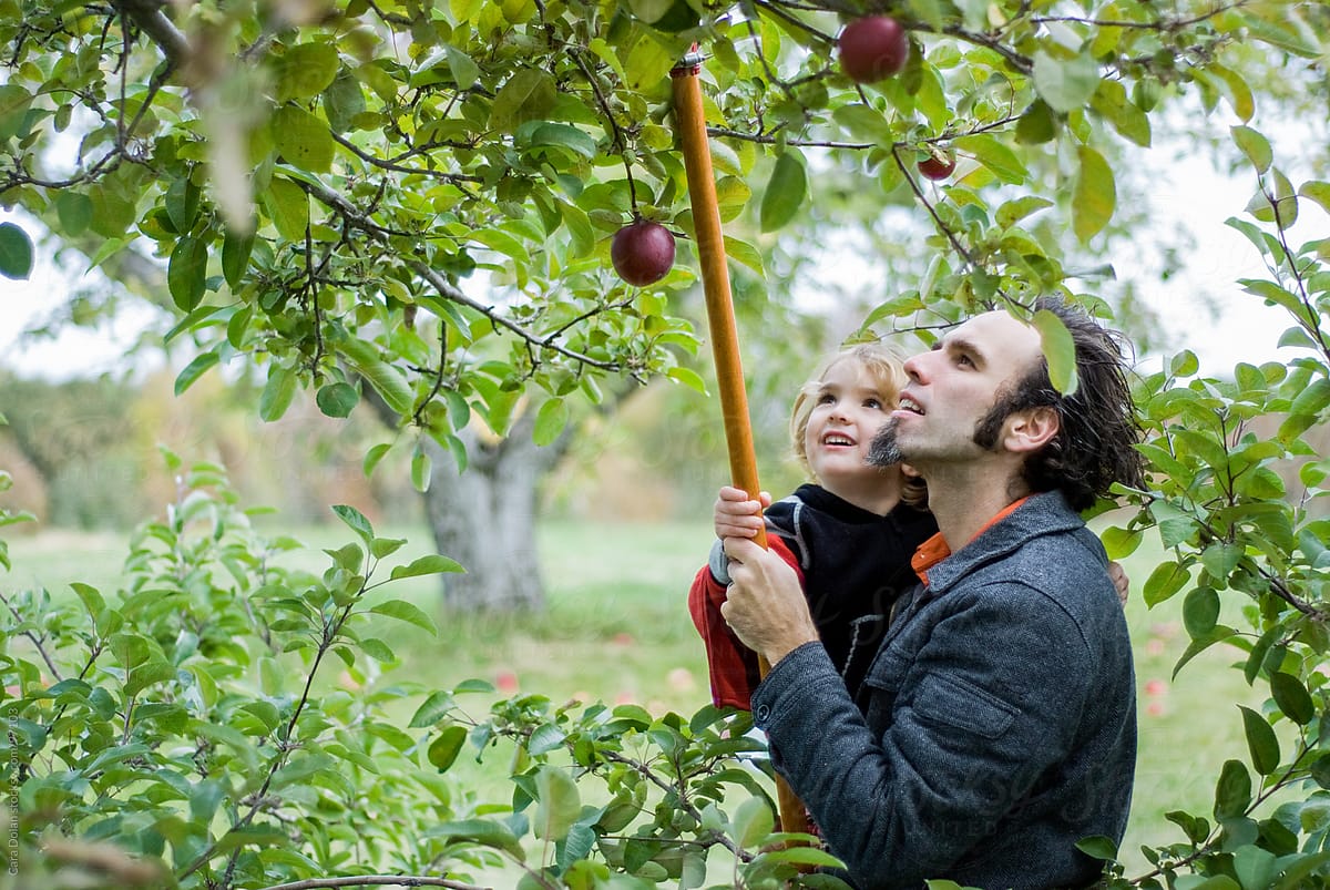 Father picks apples from a tree in an orchard with his young son