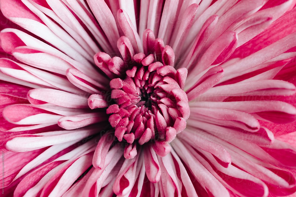 Macro of center of pink mum flower