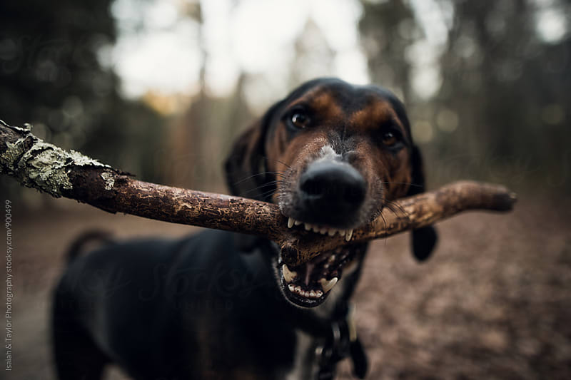 Dog playing with stick