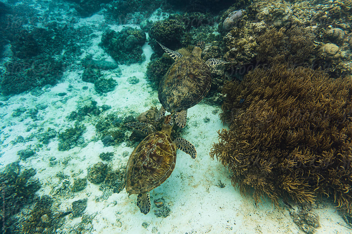 Snorkeling with turtles