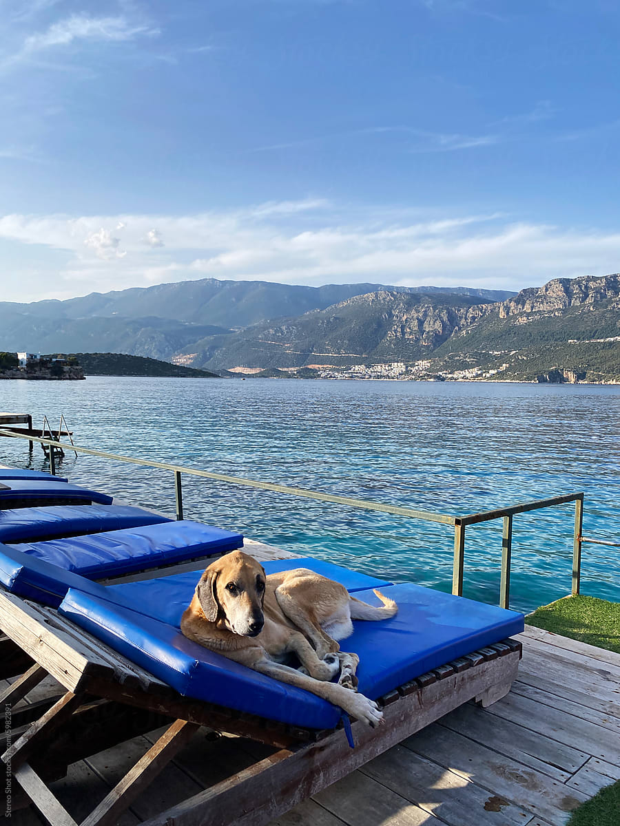 Relaxed Dog Resting on Blue Sunbed by  Seaside