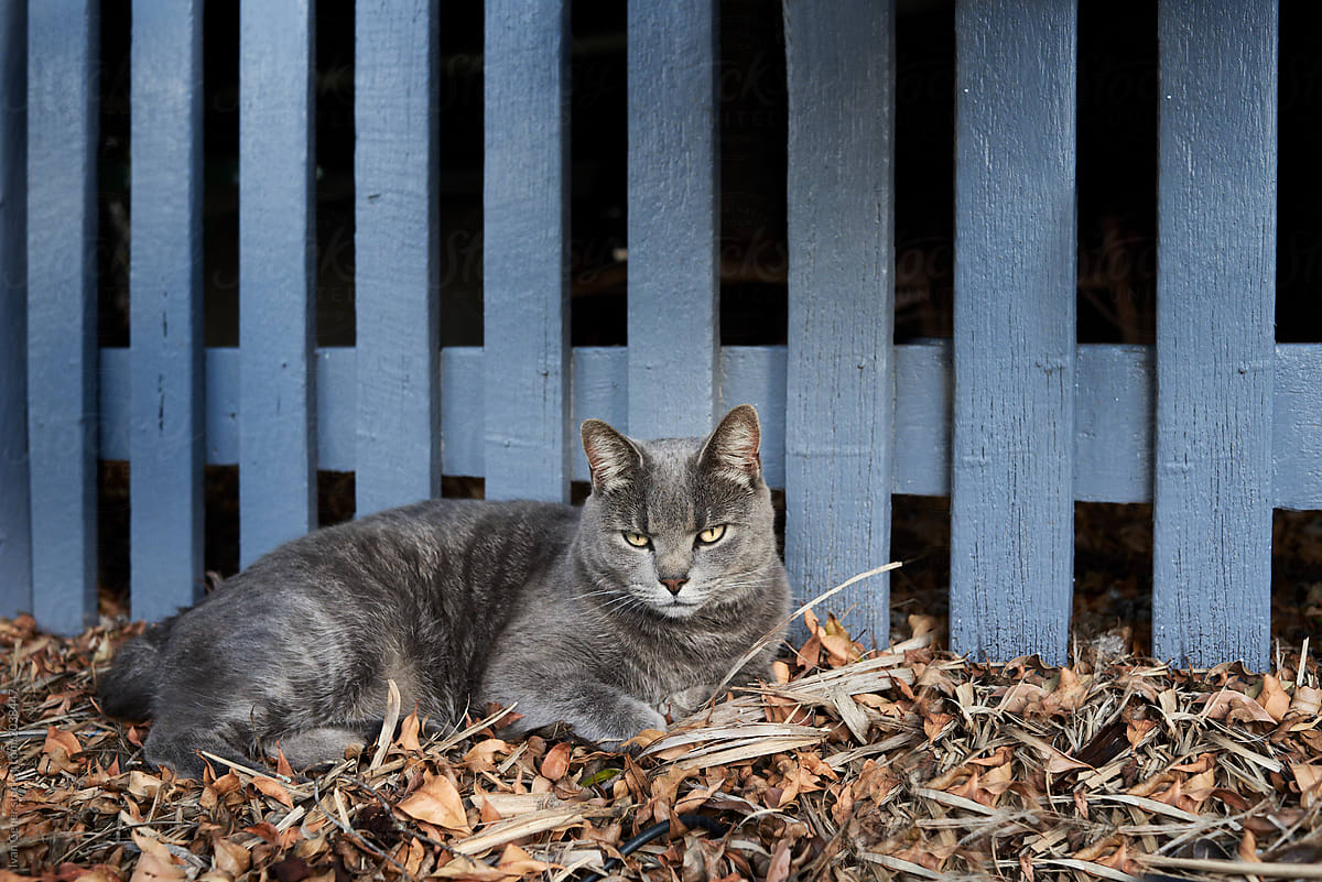 Grey cat in the garden