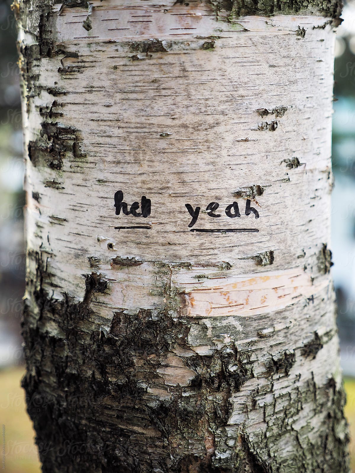 Hell yeah written on a tree