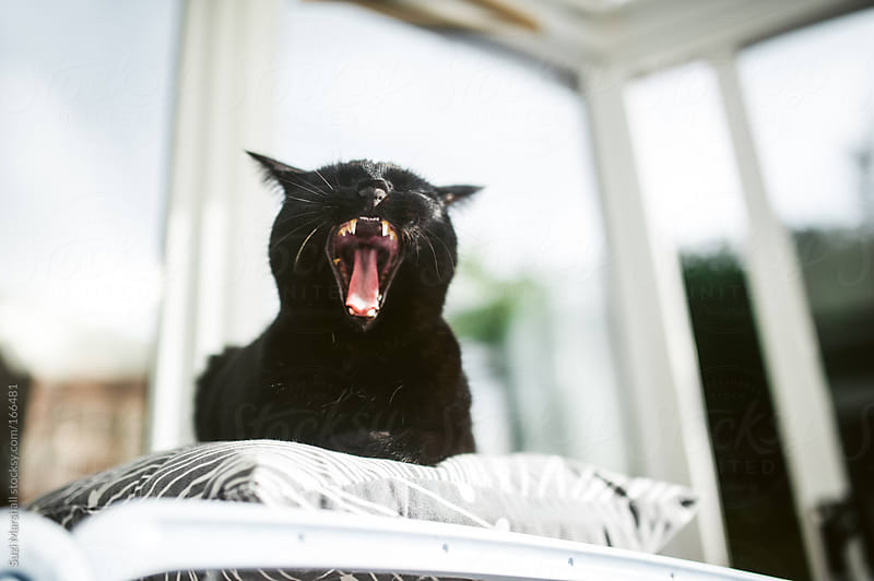 Black cat yawning in the sunshine