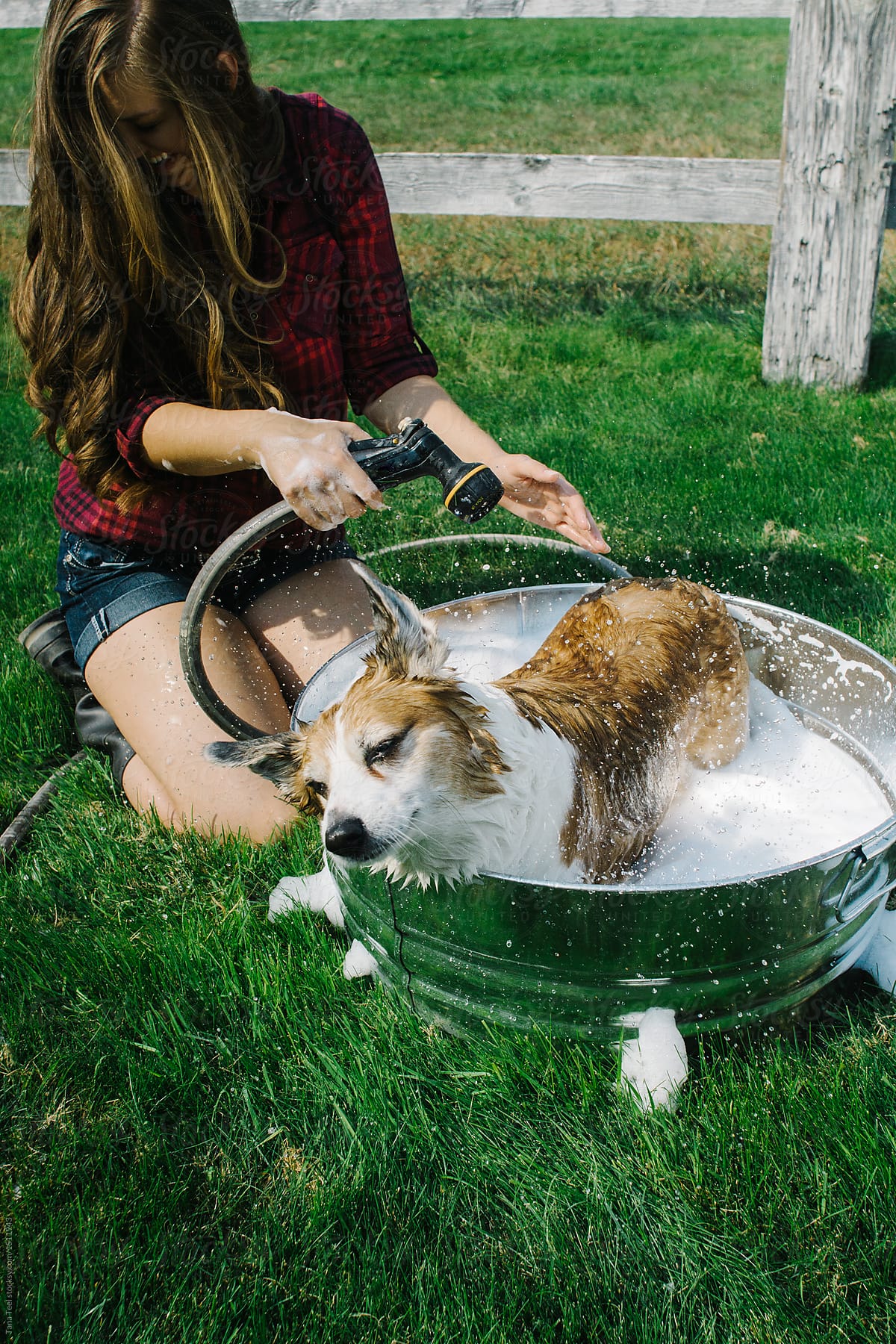 Corgi shakes water and soap off during a bath