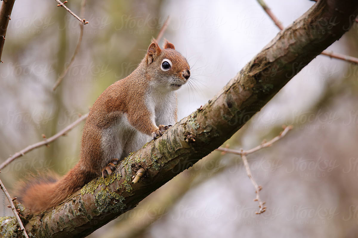 American red squirrel in a tree