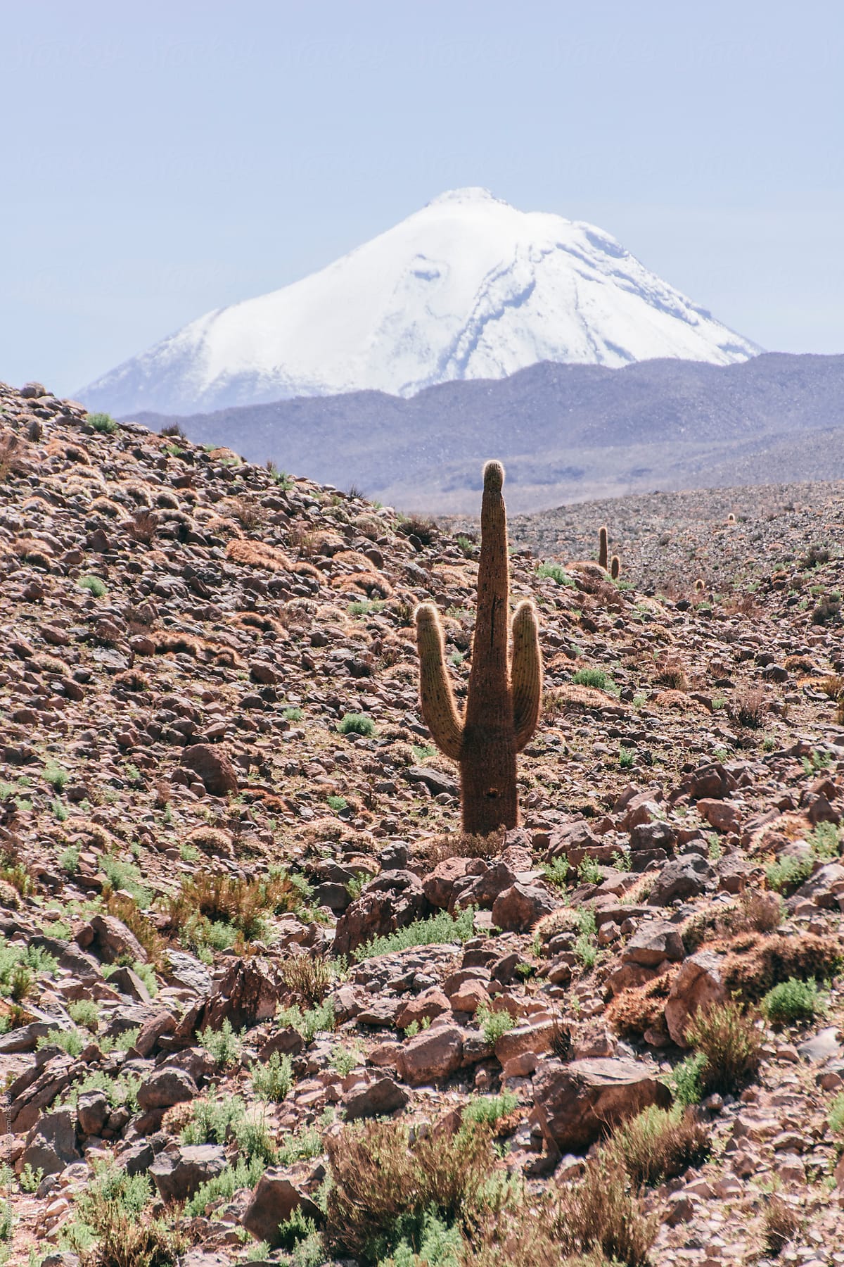 Cactus on the desert with mountain with snow on the background, Atacama, Chile