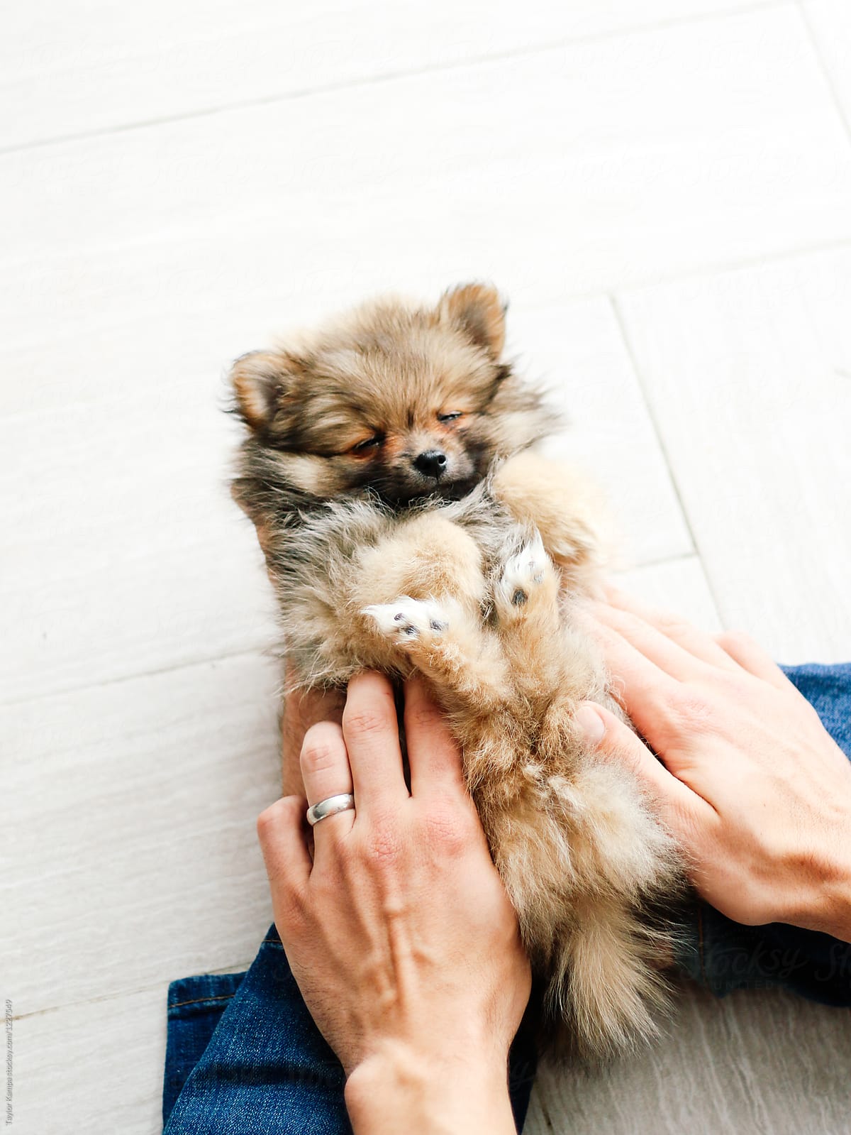 A sleepy Pomeranian puppy laying in his owner\'s lap.
