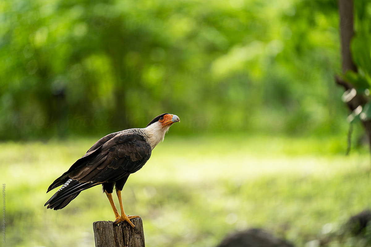 Bird of prey on a log