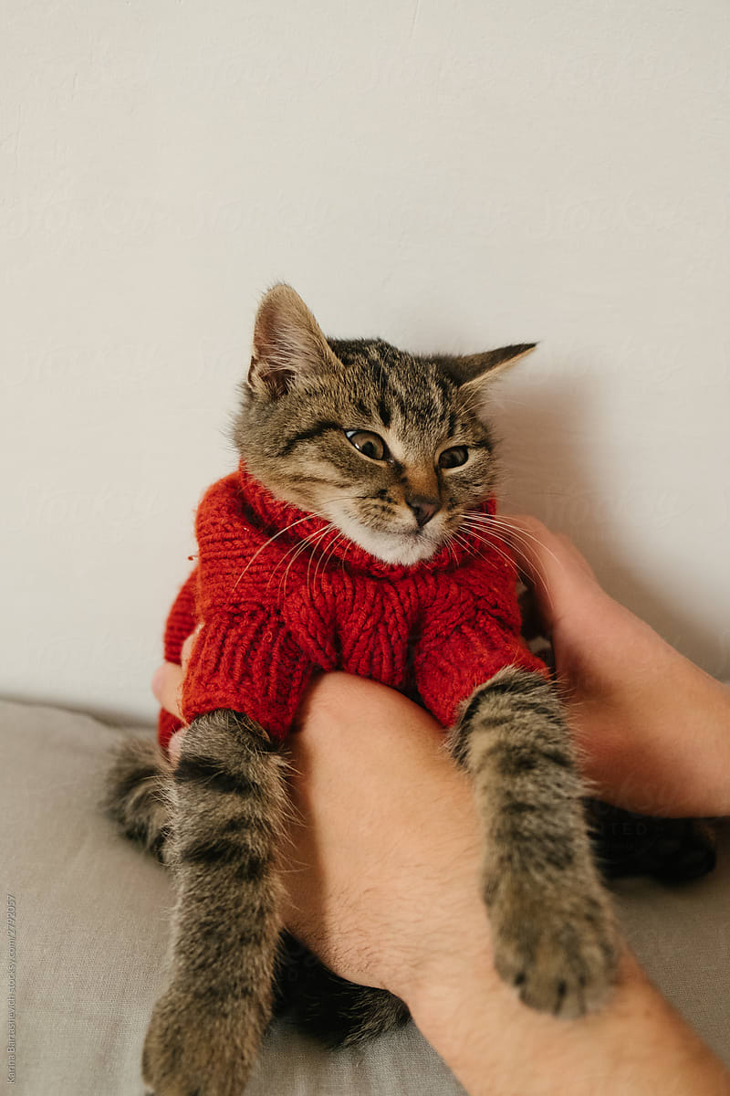 man holds in his hands a kitten in a red sweater in a bright apartment