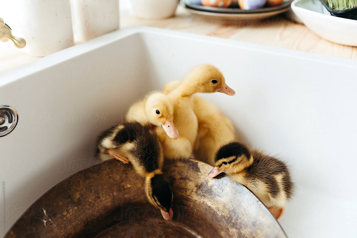Cute little ducklings.