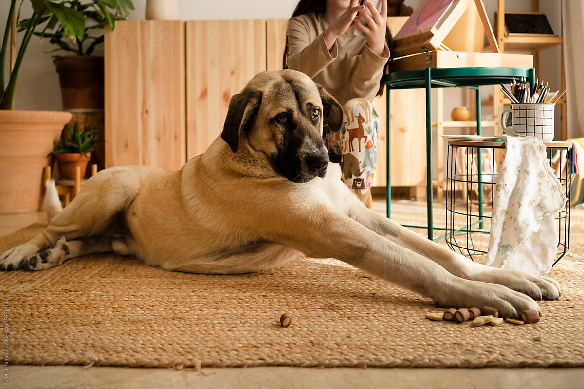 Large dog lying on the living room floor