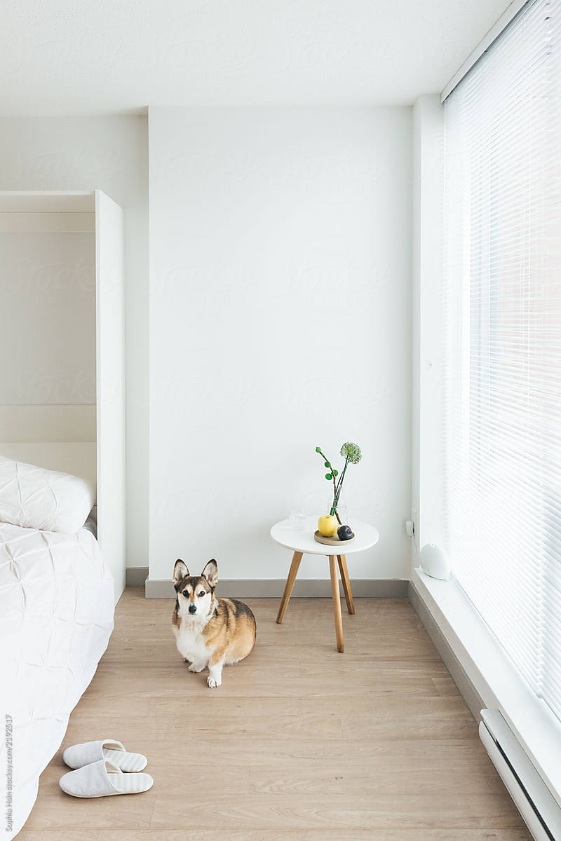 Minimal shot of apartment interior with corgi dog