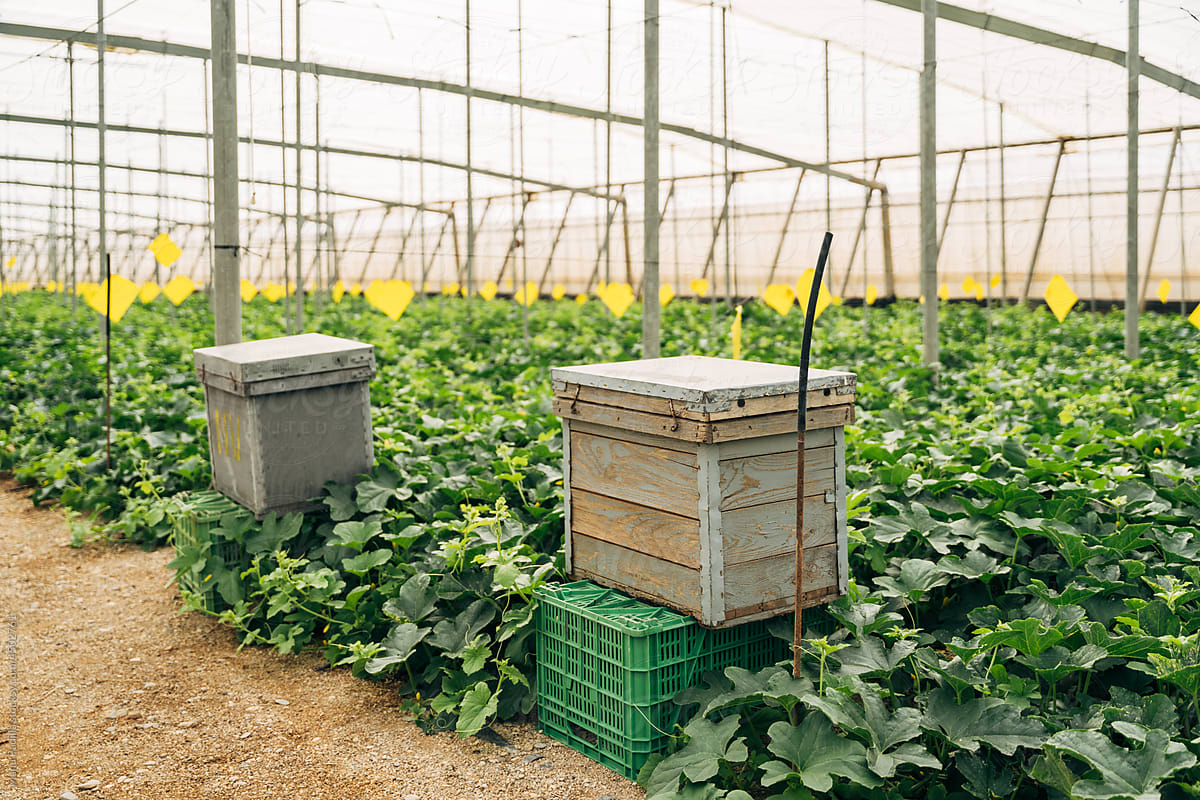 Beehive boxes between lush plants in greenhouse
