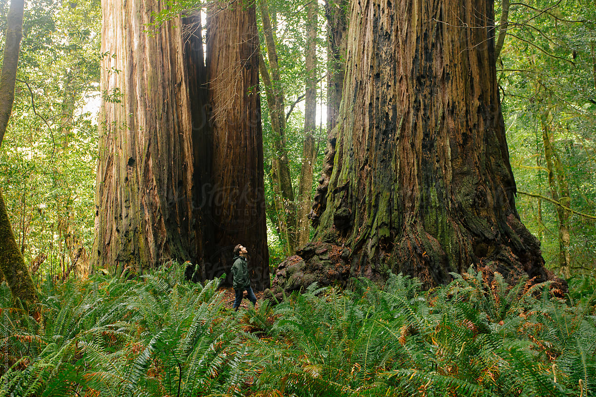 Man Stands Next to Giant Redwood Trees