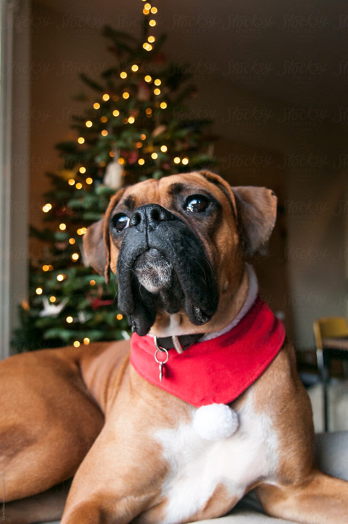 Pure bred boxer in a window with xmas tree behind