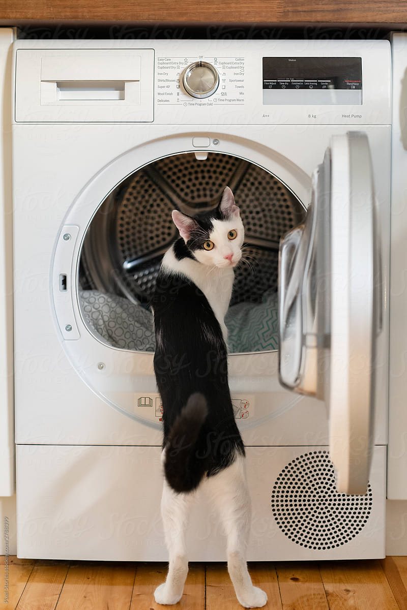 Cat inspecting the inside of a washing machine / dryer