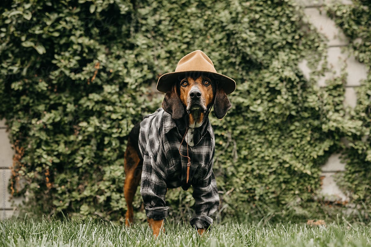 Dog wearing clothes