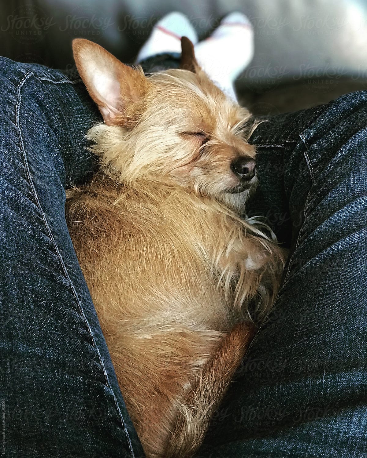 Sleeping terrier snuggled between pair of legs