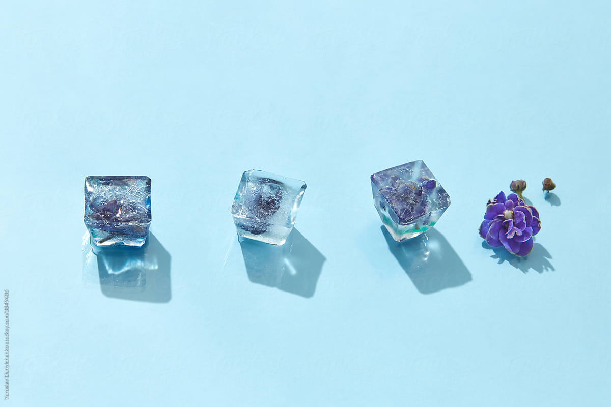 Ice cubes with violet flowers