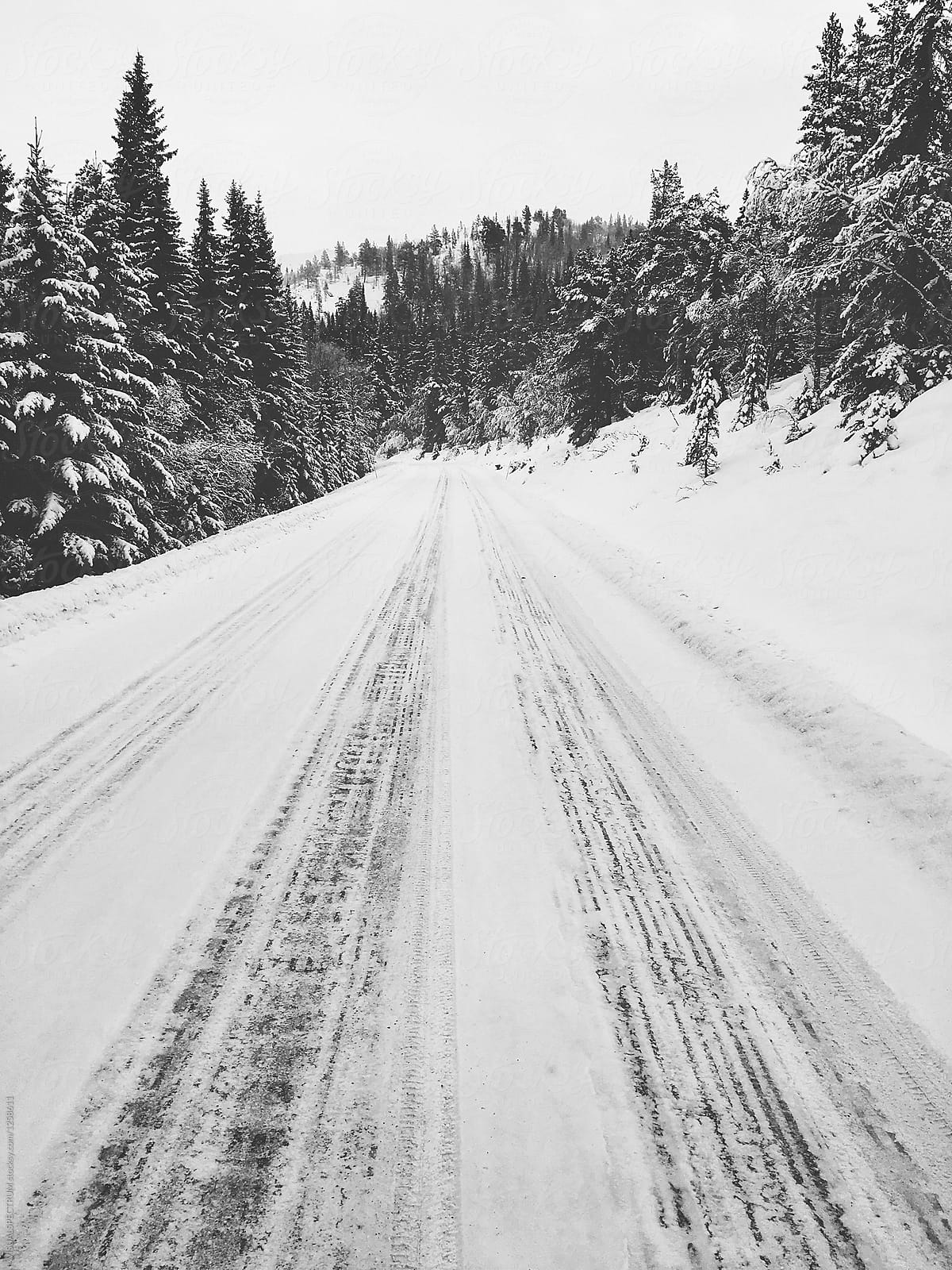 White Winter in Scandinavia - Mountain Road Through Fir Tree Forest