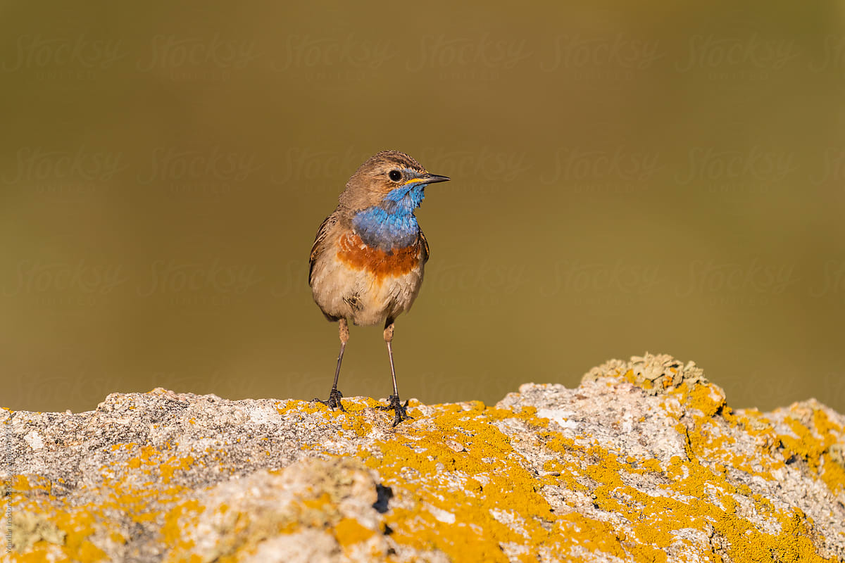 Beautiful Male Bluethroat Perched On A Rock