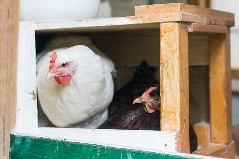 Two chickens sitting in a nesting box.