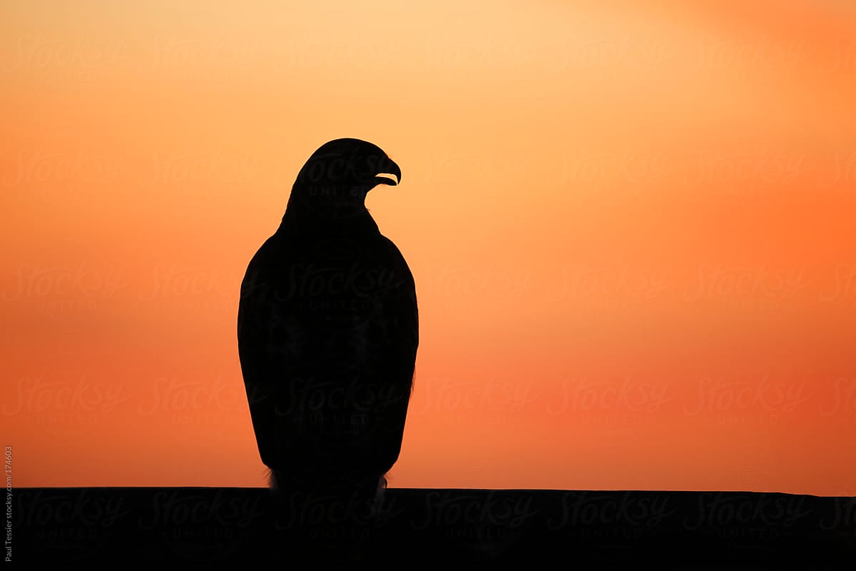 Red-tailed Hawk in Silhouette