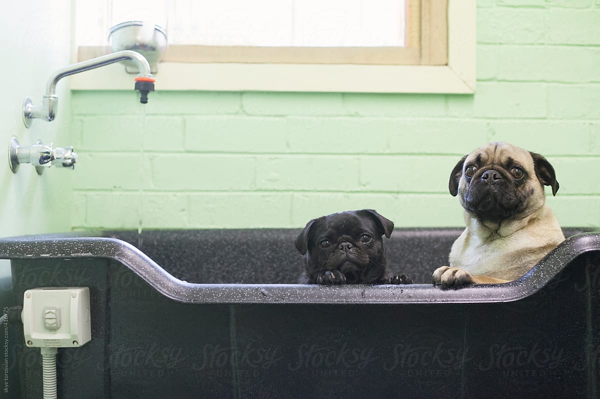 Two relunctant pugs in the bath.